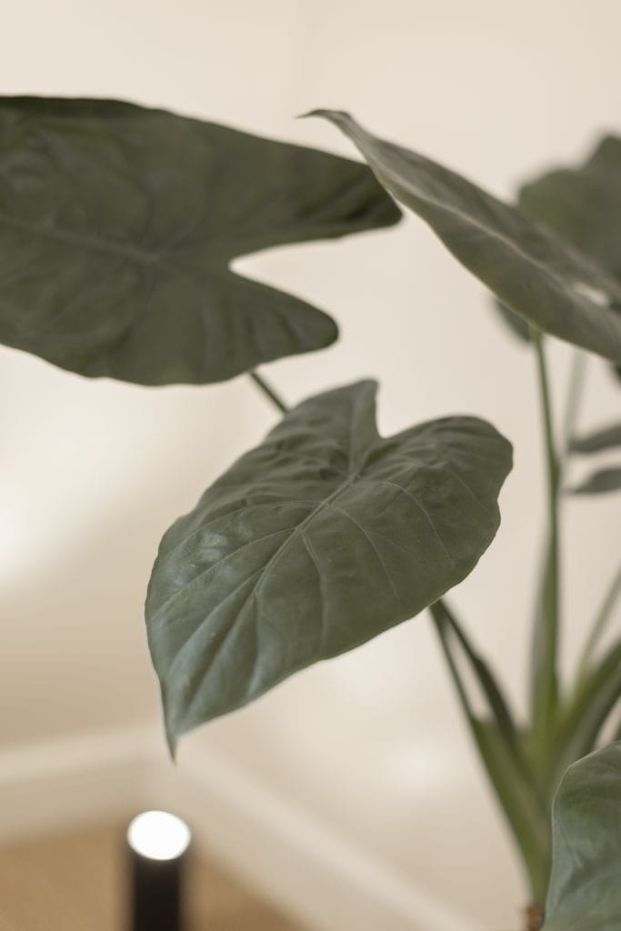 Interior plant